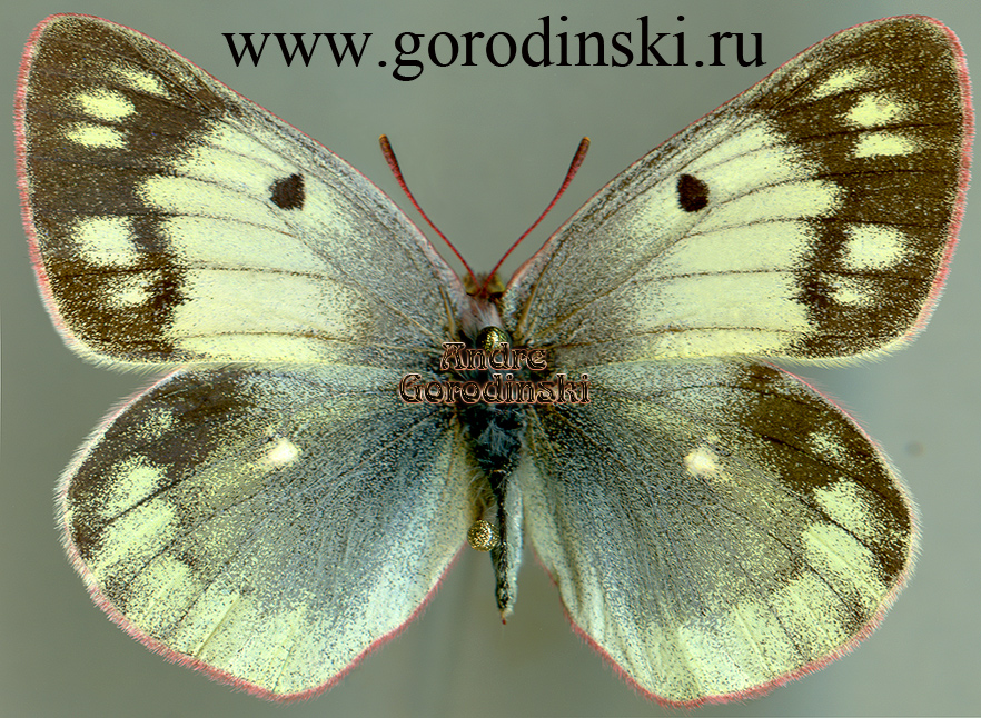http://www.gorodinski.ru/pieridae/Colias montium montium.jpg